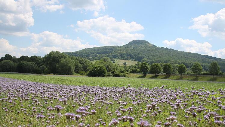 Diese Blühwiese unterhalb vom Staffelberg entstand auf private Initiative. Im Frühjahr waren solche Felder nach dem Volksbegehren "Rettet die Bienen" ein großes Thema. Archivbild: Matthias Einwag