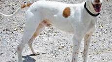 Puppy in seinem Element  Foto: privat