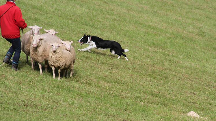 Franken-Trial der Border Collies  Foto: Sonny Adam