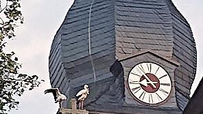 Zwei Störche auf der Rugendorfer Kirche