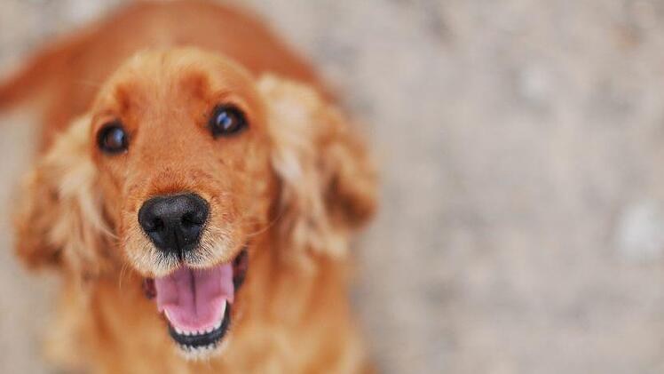 Dramatische Tierquälerei in Nordrhein-Westfalen: Ein Hundehalter schleppt seinen Hund in ein Waldstück und sticht auf ihn ein. Der Grund dafür ist erschreckend.  Symbolbild: pixabay.com/Katrina_S
