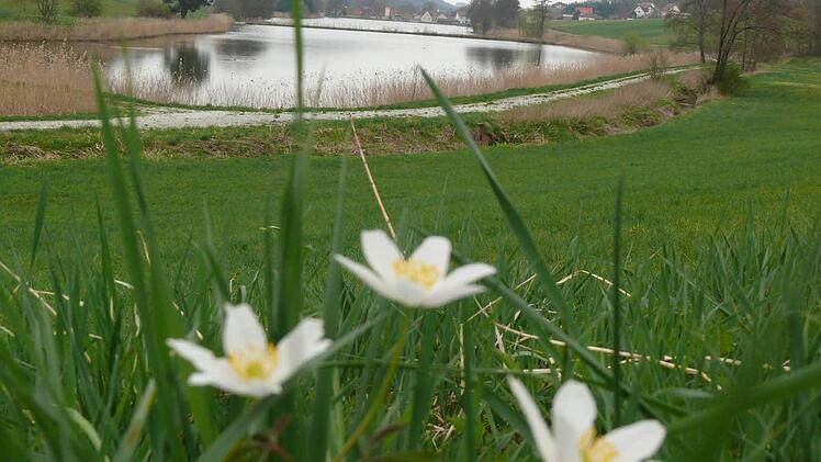 Die Heimat von Karpfen und großen Amphibienbeständen: das Naturschutzgebiet "Tretzendorfer Weiher" zwischen Unterschleichach und Tretzendorf.