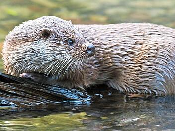 Der Fischotter ist noch nicht wieder im Landkreis heimisch. Offenbar kommt er aber immer wieder zu Besuch. Foto: Patrick Pleul/dpa