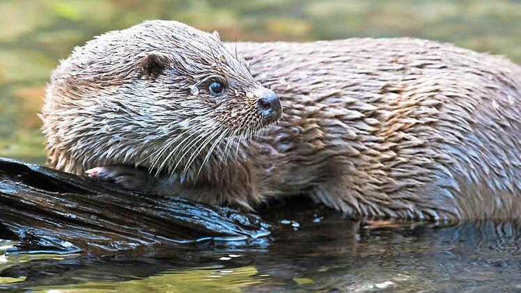Der Fischotter ist noch nicht wieder im Landkreis heimisch. Offenbar kommt er aber immer wieder zu Besuch. Foto: Patrick Pleul/dpa