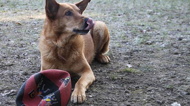 Der Sch&auml;ferhund-Mischling Charlie ist schon 13 Jahre alt und findet einfach kein neues Zuhause - nach dem er sich so verzweifelt die Nase leckt. Foto: Sarah Stieranka