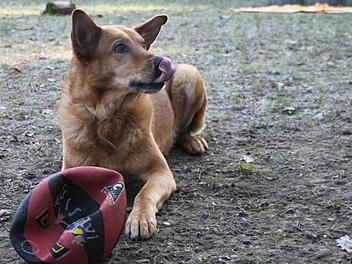 Der Schäferhund-Mischling Charlie ist schon 13 Jahre alt und findet einfach kein neues Zuhause - nach dem er sich so verzweifelt die Nase leckt. Foto: Sarah Stieranka