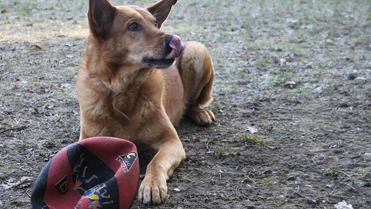 Der Schäferhund-Mischling Charlie ist schon 13 Jahre alt und findet einfach kein neues Zuhause - nach dem er sich so verzweifelt die Nase leckt. Foto: Sarah Stieranka
