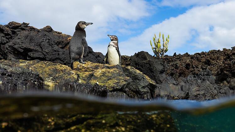 Pinguine und Kakteen passt nicht? Von wegen, selbst in den Tropen finden sich Unterarten der Wasservögel.