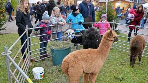 Die Alpakas zogen die Kinder magisch an. Foto: Peter Rauch