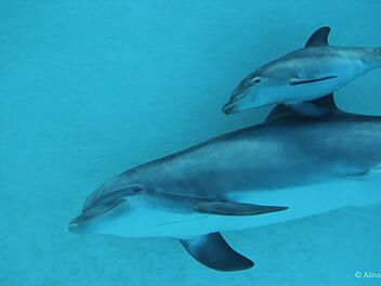Delfinmutter Sunny und ihr Kalb schwimmen immer dicht aneinander. Foto: Tiergarten/Alina Loth