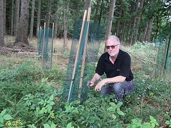 Revierleiter Frank Hömberg hat am Losauer Berg gute Erfahrungen mit Wuchshilfen gemacht: Jungtannen, die für das Rehwild wie Schokolade wirken, haben durch die Wuchshilfen eine echte Chance. Foto: Sonny Adam
