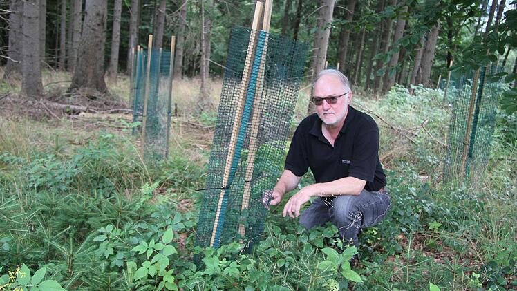 Revierleiter Frank Hömberg hat am Losauer Berg gute Erfahrungen mit Wuchshilfen gemacht: Jungtannen, die für das Rehwild wie Schokolade wirken, haben durch die Wuchshilfen eine echte Chance. Foto: Sonny Adam