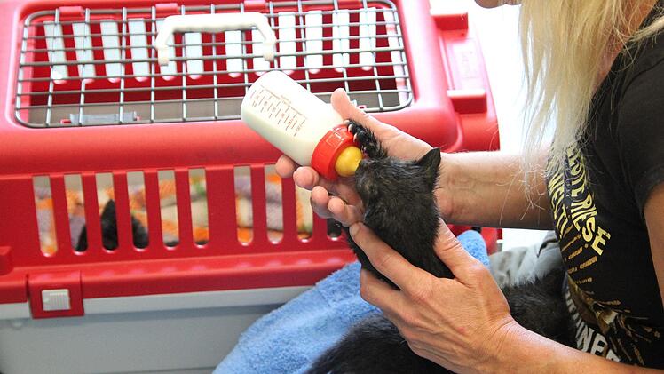 Ein Fundtier-Katzenbaby bekommt auf der Quarantänestation im Tierheim in Zell das Fläschchen. Fotos: Andreas Lösch