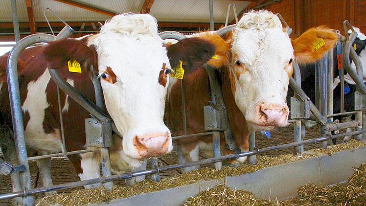 Besuch im Stall von Christine und Christian Werner in Poxdorf. Foto: Josef Hofbauer