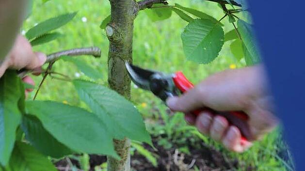 Bäume vertragen einen Schnitt im Sommer besser als im Winter. Foto: Barbara Herbst