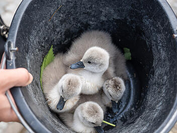 Tierischer Einsatz: Feuerwehr und Wasserschutzpolizei retten vier Schwanenk&uuml;ken aus Fluss