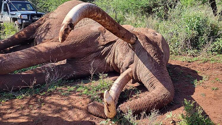 Ber&uuml;hmter Elefantenbulle Craig in Kenia gestorben
