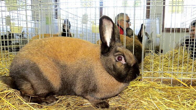Ein Kaninchen war schöner als das andere.  Richard Sänger
