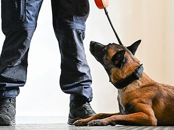 Vorstellung der ersten justizeigenen Datentr&auml;gersp&uuml;rhunde