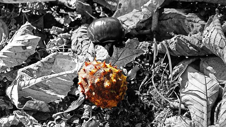 Herbst in Pommersfelden. Foto: Tobias Stich