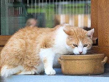 Diese Katze hat noch ein Fleckchen ganz für sich im Tierheim gefunden.  Foto: Heike Beudert