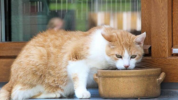 Diese Katze hat noch ein Fleckchen ganz für sich im Tierheim gefunden.  Foto: Heike Beudert