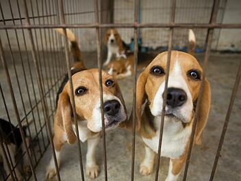Beagle werden in vielen Laboren auf der Welt als Versuchstiere gehalten. Sobald sie "ausgedient" haben, werden sie auch an Privatleute vermittelt.