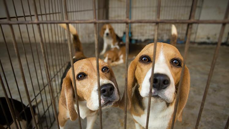 Beagle werden in vielen Laboren auf der Welt als Versuchstiere gehalten. Sobald sie "ausgedient" haben, werden sie auch an Privatleute vermittelt.