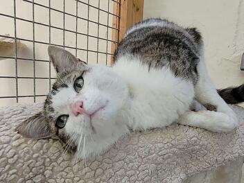 Tierheim Kulmbach nimmt "völlig ausgehungerten" Kater Anton auf - dringender Appell