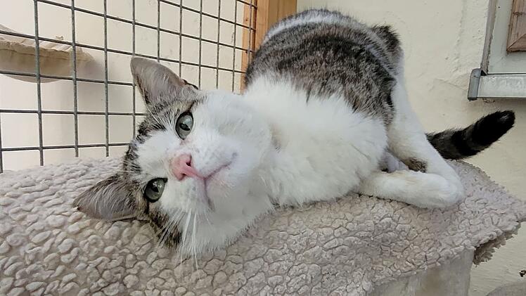 Tierheim Kulmbach nimmt "völlig ausgehungerten" Kater Anton auf - dringender Appell