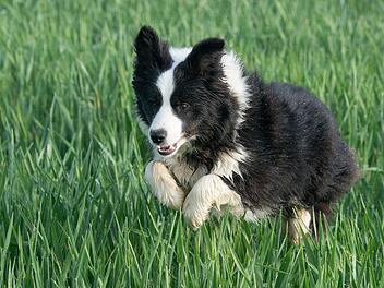 Ein Border Collie ist sehr lebhaft und braucht auch mal ein mahnendes Wort. Das kann lustig sein, wenn der Tier Whisky heißt. Symbolfoto: Patrick Pleul/dpa