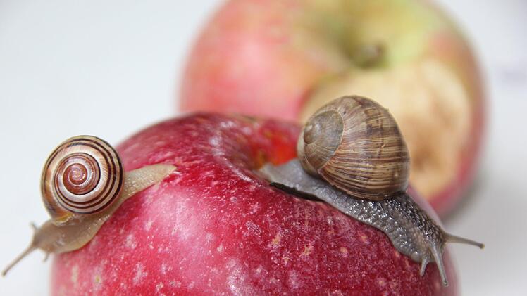Zum Vergleich: Links  Fred mit seinem nach links gewundenen Haus, rechts eine "herkömmliche", nach rechts gewundene Weinbergschnecke.   Foto: Andreas Schmitt