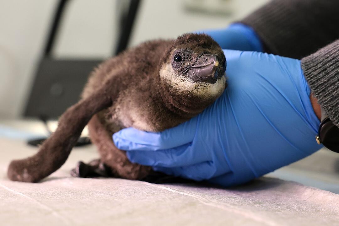 Brillenpinguin-K&uuml;ken im Zoo