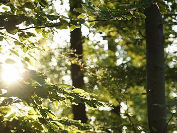 Der Stadt Hammelburg gehört eine bedeutende Waldfläche.Foto: Arkadius Guzy