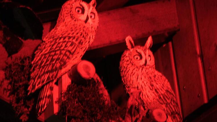 Der beleuchtete Garten der Familie Eichner aus Harsdorf. Foto: Jürgen Gärtner