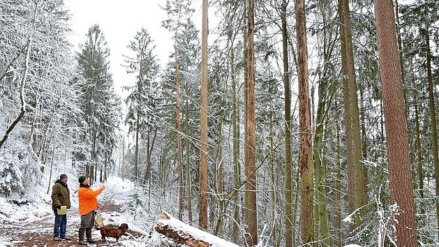 Albert Schrenker (links) und Bernhard Grötzner begutachten Fichten, die der Borkenkäfer auf dem Gewissen hat. Sie müssen noch gefällt und abtransportiert werden. Dafür war ein neues Wegestück am Muppberg nötig.