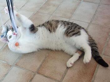 Tierheim Hof: Kater Manni musste sich durchs Leben k&auml;mpfen - jetzt braucht er viel Liebe