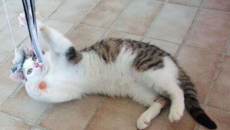 Tierheim Hof: Kater Manni musste sich durchs Leben k&auml;mpfen - jetzt braucht er viel Liebe