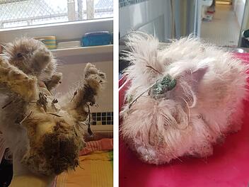 Tierheim Bayreuth: Kleine "Motte" völlig verwahrlost aufgefunden - "nicht einmal bewegen" Tierheim Bayreuth: Kleine "Motte" völlig verwahrlost aufgefunden - "nicht einmal bewegen"