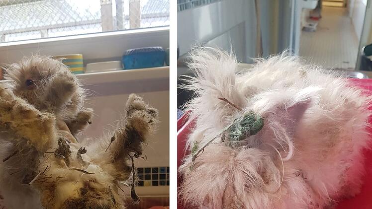 Tierheim Bayreuth: Kleine "Motte" völlig verwahrlost aufgefunden - "nicht einmal bewegen"