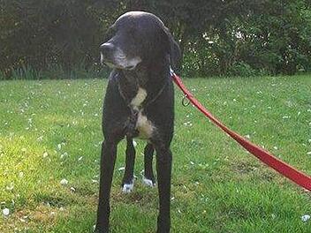 So sieht Rika aus. Foto: privat