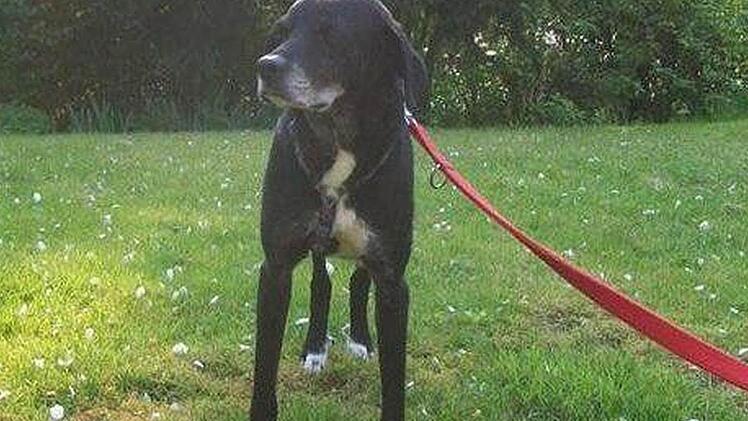 So sieht Rika aus. Foto: privat