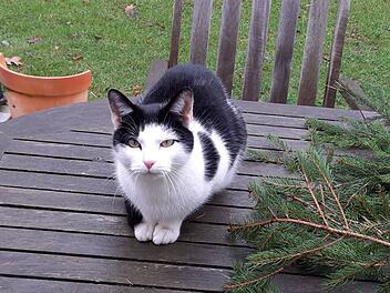 Tierheim Kulmbach: Katze "Milufa" sucht Zuhause - "plötzlich nicht mehr vertragen" Tierheim Kulmbach: Katze "Milufa" sucht Zuhause - "plötzlich nicht mehr vertragen"