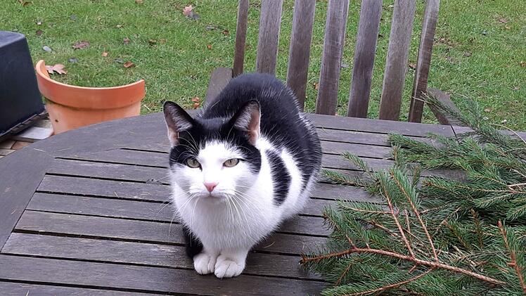 Tierheim Kulmbach: Katze "Milufa" sucht Zuhause - "plötzlich nicht mehr vertragen"
