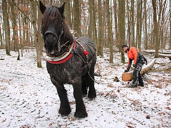 Ardenner-Wallach Konrad und Tobias Dotter sind ein eingespieltes Team: Wenn der Stamm an den Weg gezogen ist, macht Konrad wieder ein paar Schritte rückwärts, um die Kette zu entlasten. Fotos: Ralf Ruppert