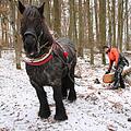 Ardenner-Wallach Konrad und Tobias Dotter sind ein eingespieltes Team: Wenn der Stamm an den Weg gezogen ist, macht Konrad wieder ein paar Schritte rückwärts, um die Kette zu entlasten. Fotos: Ralf Ruppert