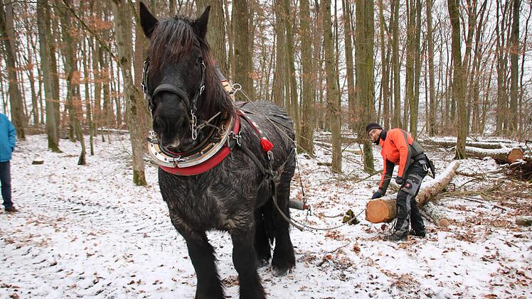 Ardenner-Wallach Konrad und Tobias Dotter sind ein eingespieltes Team: Wenn der Stamm an den Weg gezogen ist, macht Konrad wieder ein paar Schritte rückwärts, um die Kette zu entlasten. Fotos: Ralf Ruppert