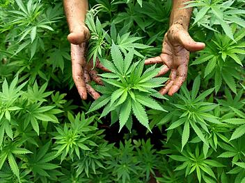 Hanf-Pflanzen einer Cannabis-Plantage  Symbolfoto: EPA/ABIR SULTAN ISRAEL OUT