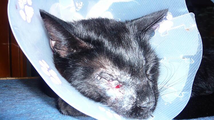 Bereits vor einem Jahr wurde Kater Nero durch einen Schuss am Auge verletzt. Foto: privat