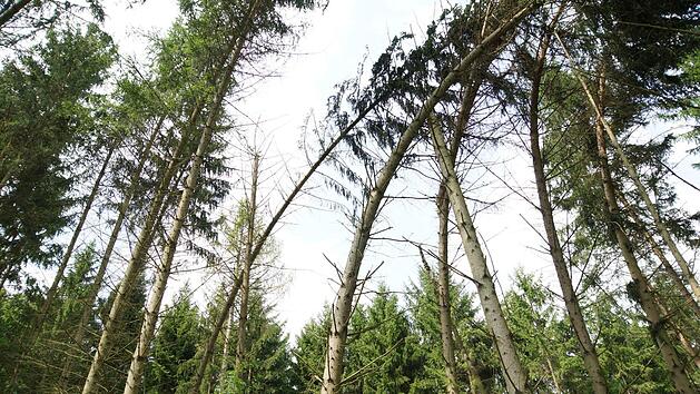 Die Fichten biegen sich zur Seite. Sie müssen raus aus dem Bestand.Foto: Arkadius Guzy